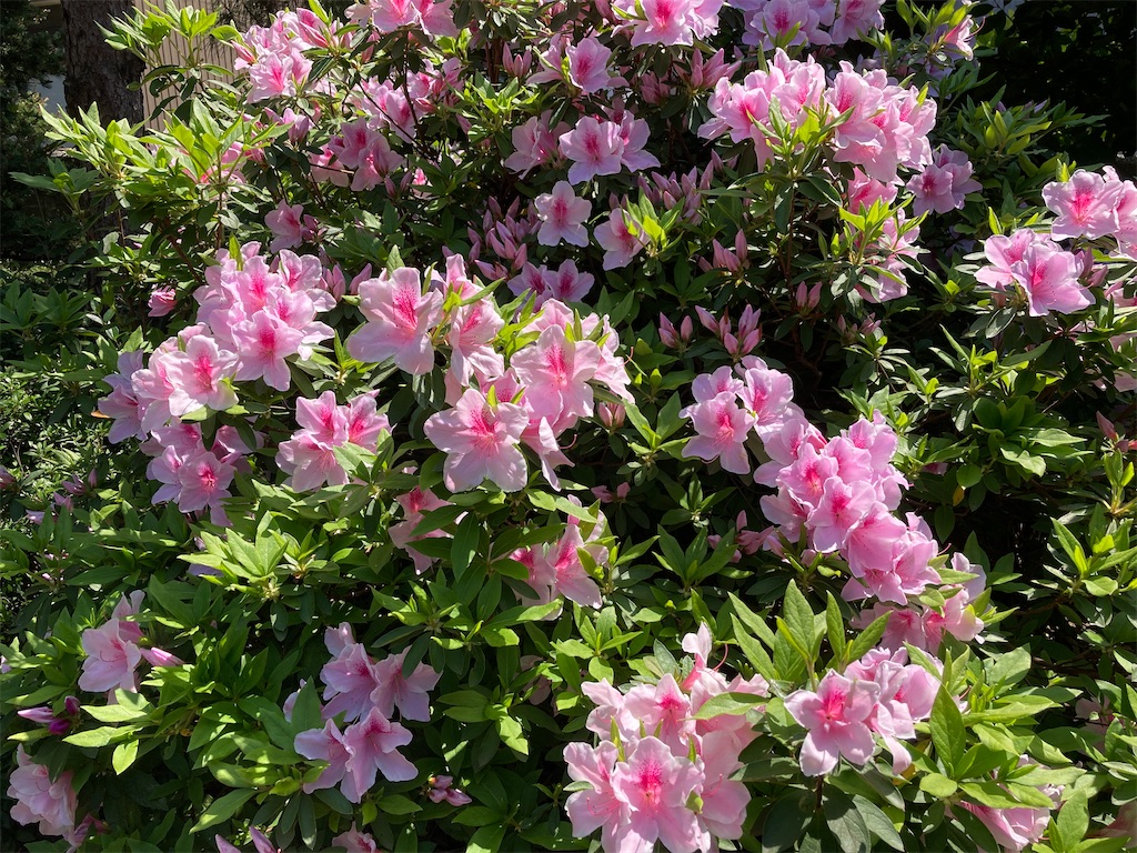 f:id:cocorony:20220505145354j:image f:id:cocorony:20220505145354j:image