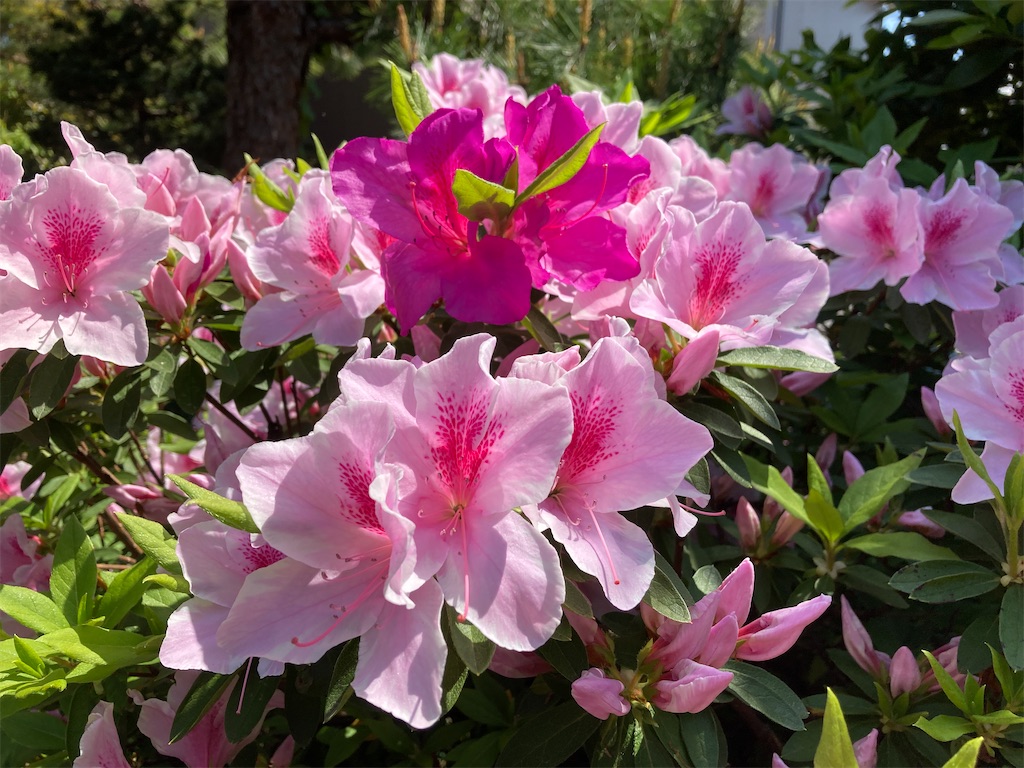 f:id:cocorony:20220505151332j:image f:id:cocorony:20220505151332j:image