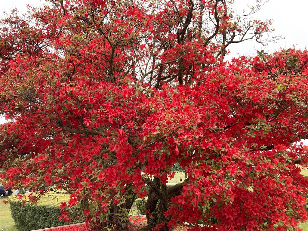 f:id:cocorony:20220516152925j:image f:id:cocorony:20220516152925j:image