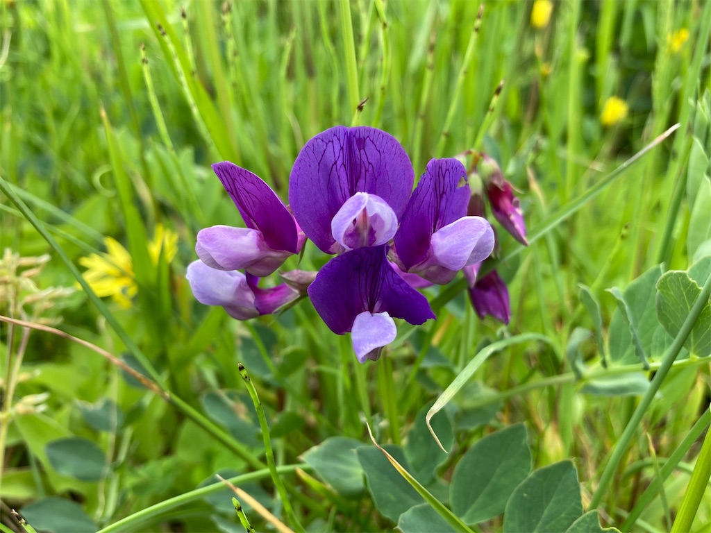 f:id:cocorony:20220516155038j:image f:id:cocorony:20220516155038j:image