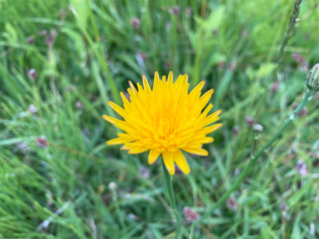 f:id:cocorony:20220516155047j:image f:id:cocorony:20220516155047j:image
