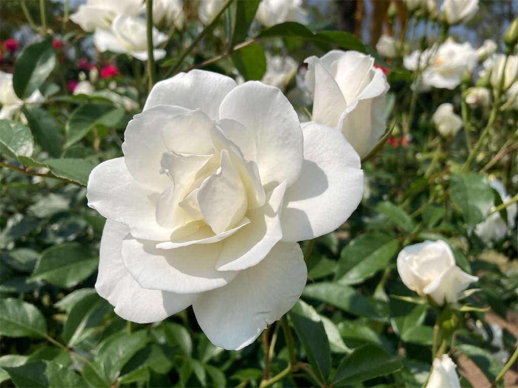 f:id:cocorony:20220522171327j:image f:id:cocorony:20220522171327j:image