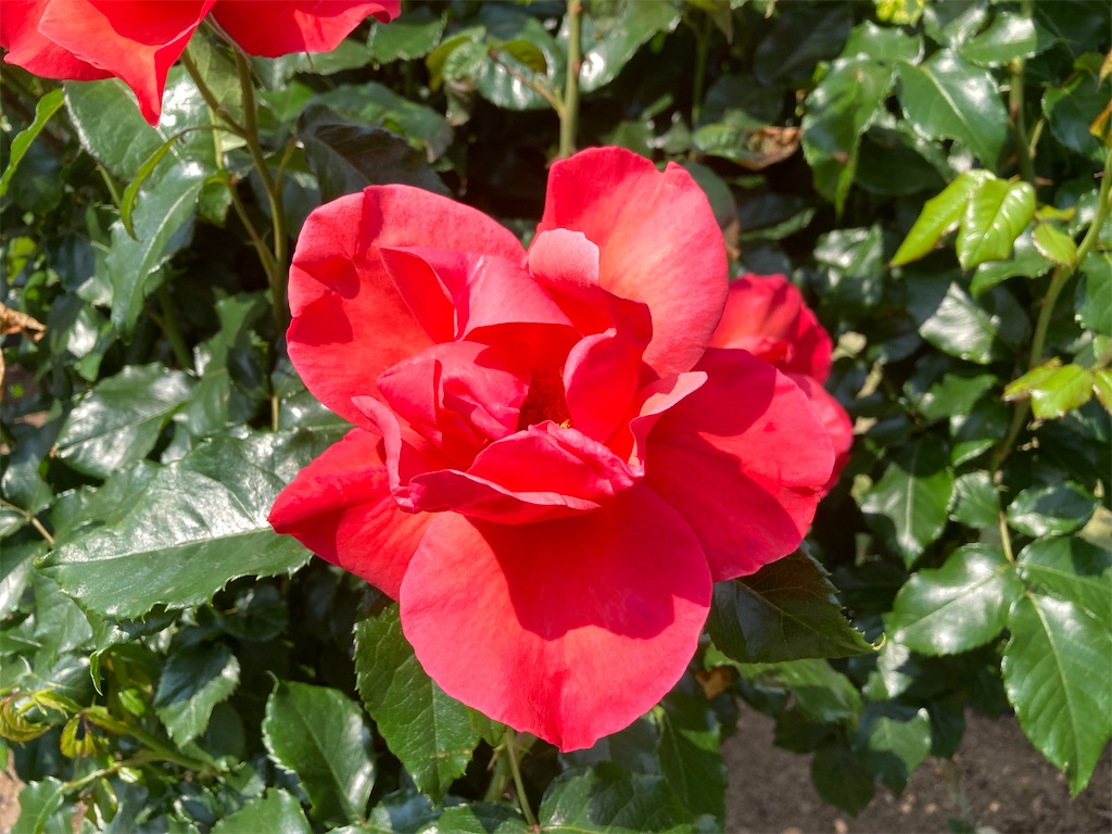 f:id:cocorony:20220522171331j:image f:id:cocorony:20220522171331j:image