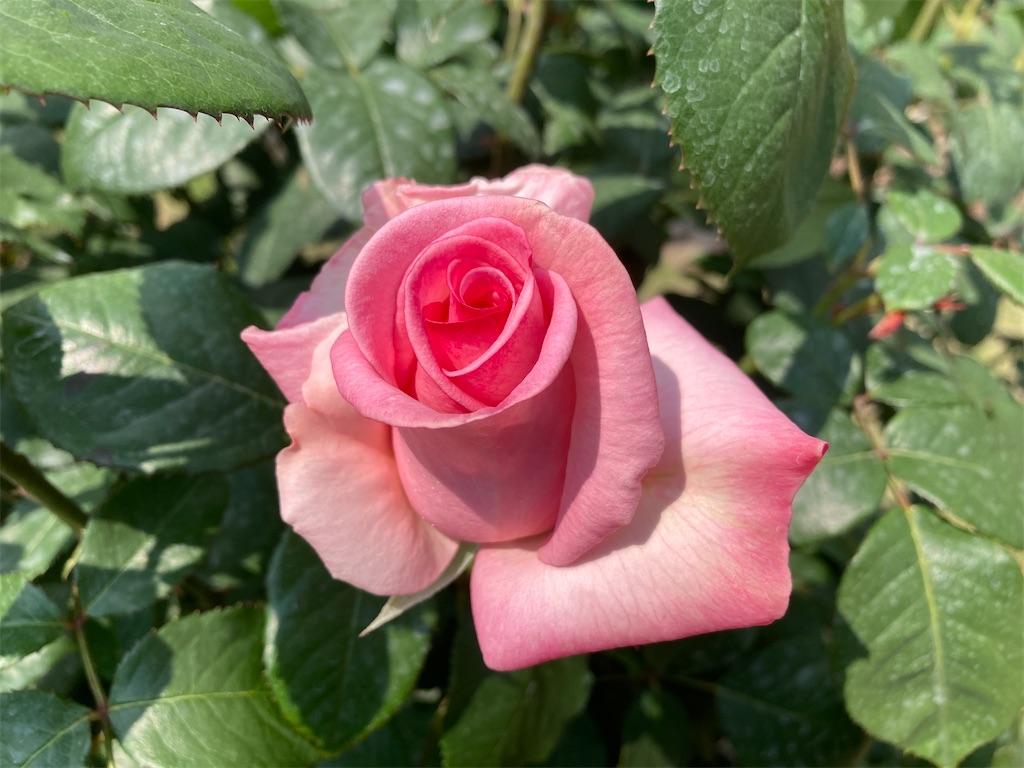 f:id:cocorony:20220522171334j:image f:id:cocorony:20220522171334j:image