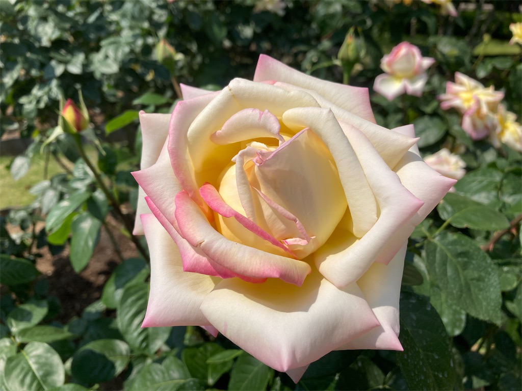 f:id:cocorony:20220522171400j:image f:id:cocorony:20220522171400j:image