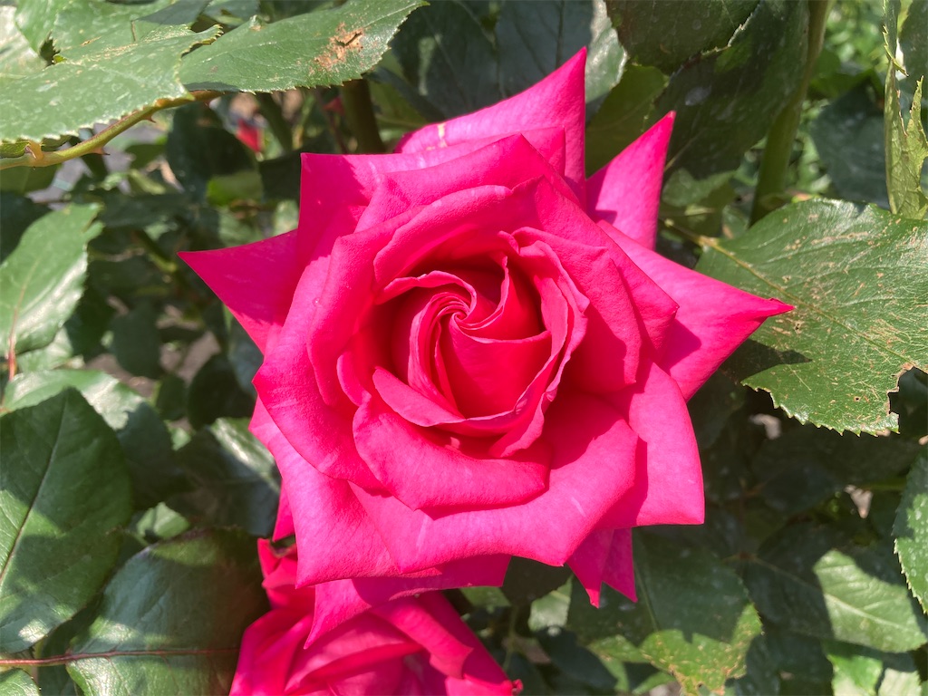 f:id:cocorony:20220522171430j:image f:id:cocorony:20220522171430j:image