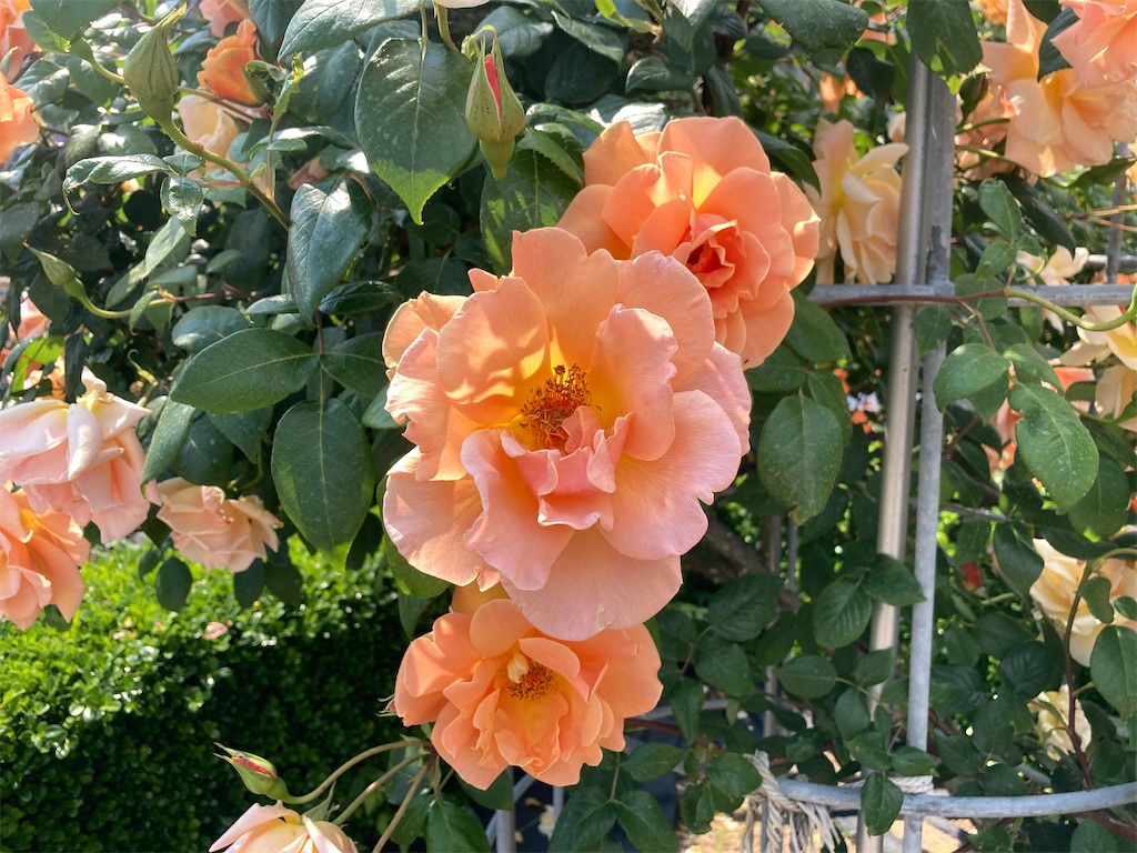 f:id:cocorony:20220522171433j:image f:id:cocorony:20220522171433j:image