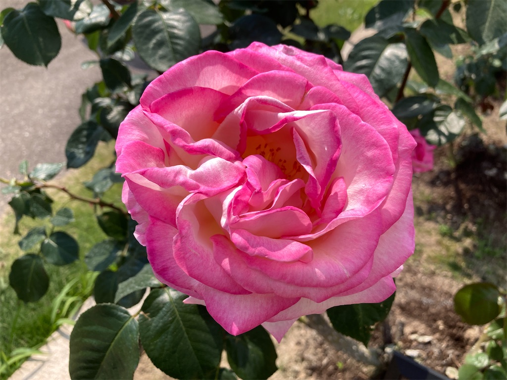 f:id:cocorony:20220522171435j:image f:id:cocorony:20220522171435j:image