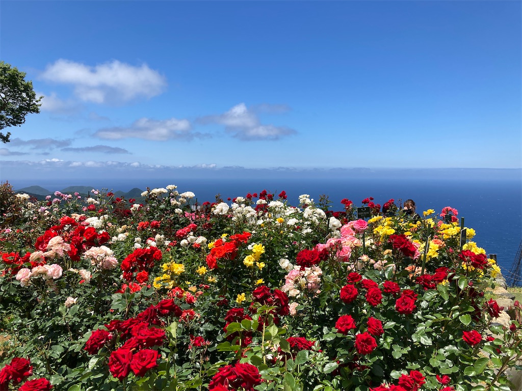 f:id:cocorony:20220613174446j:image f:id:cocorony:20220613174446j:image
