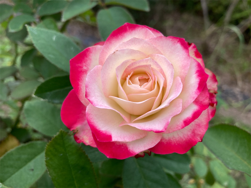 f:id:cocorony:20221003191109j:image f:id:cocorony:20221003191109j:image