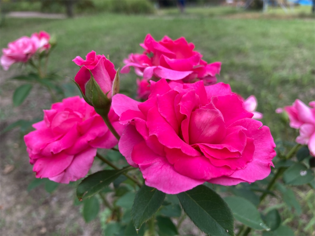 f:id:cocorony:20221003191115j:image f:id:cocorony:20221003191115j:image