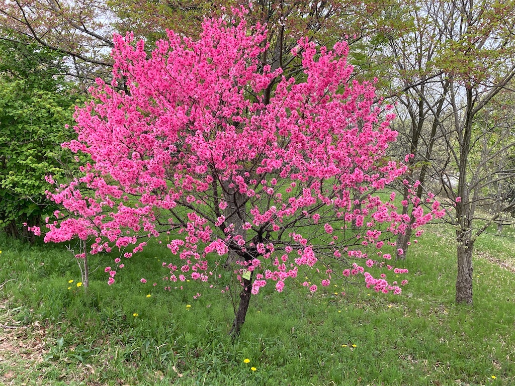 f:id:cocorony:20260415150556j:image