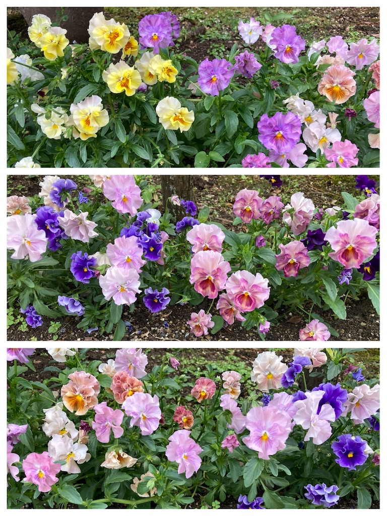f:id:cocorony:20260601213427j:image
