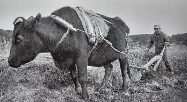 昔の米作りは大変だった 古狐は最果てに居り候