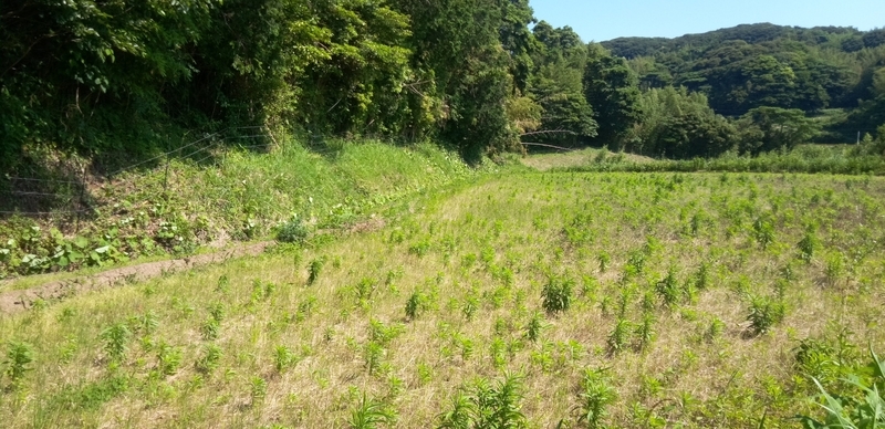 f:id:cocoyatourism:20210711213036j:plain