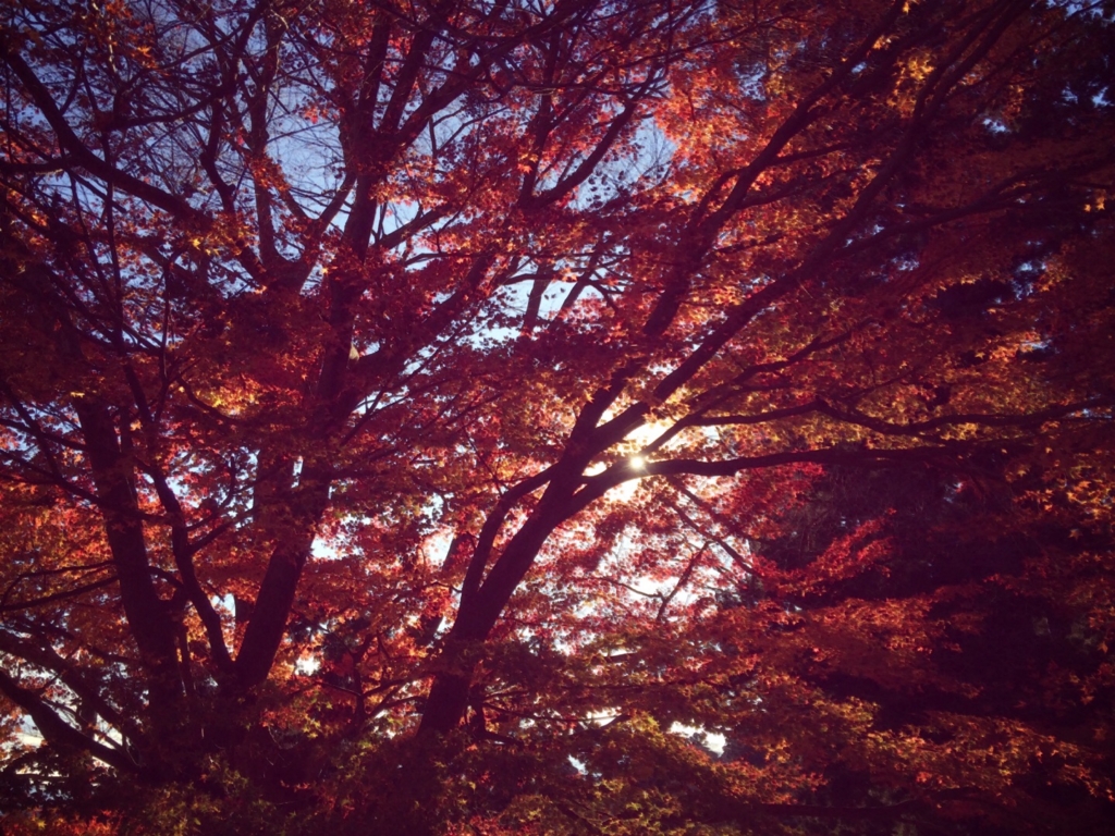 f:id:coden:20161212140537j:plain