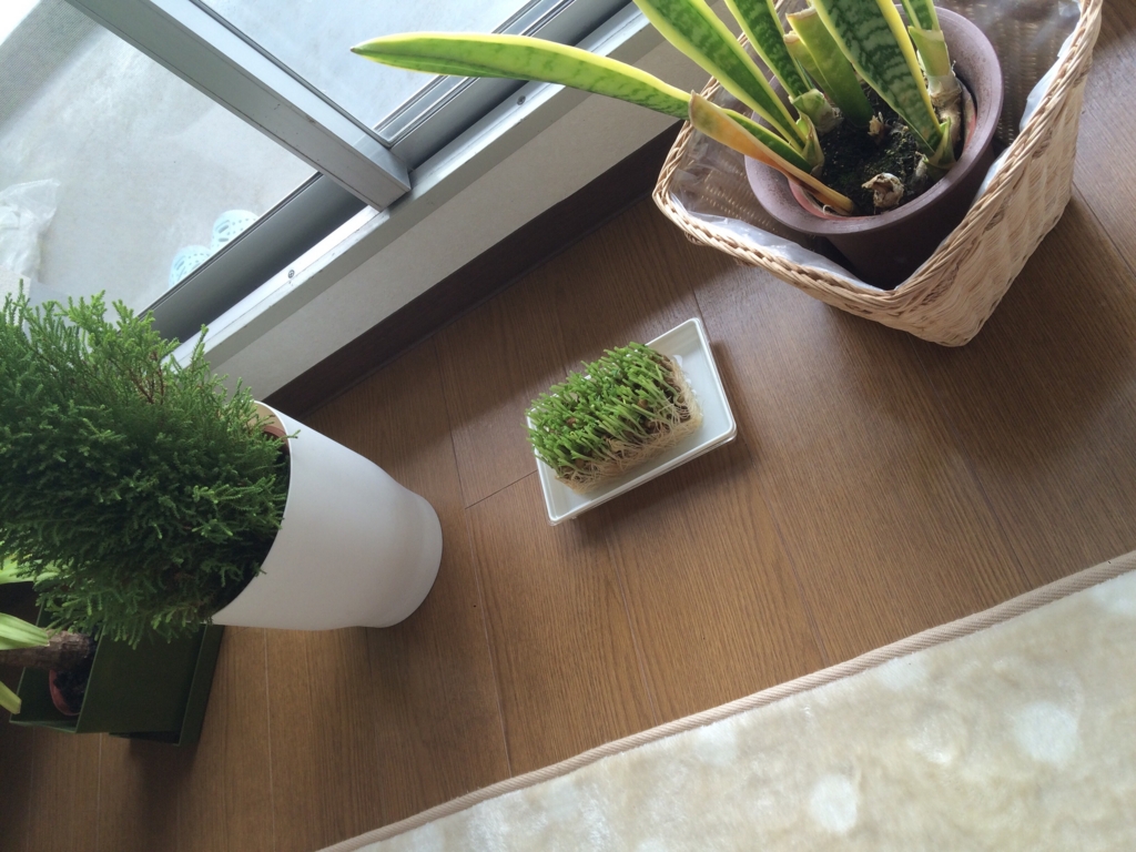 f:id:coden:20170422225747j:plain f:id:coden:20170422225747j:plain