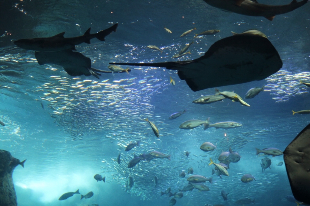 f:id:coden:20180220152904j:plain