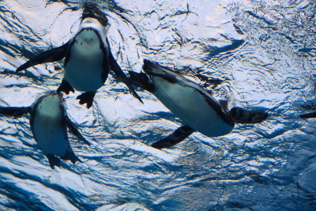 f:id:coden:20180307131849j:plain f:id:coden:20180307131849j:plain