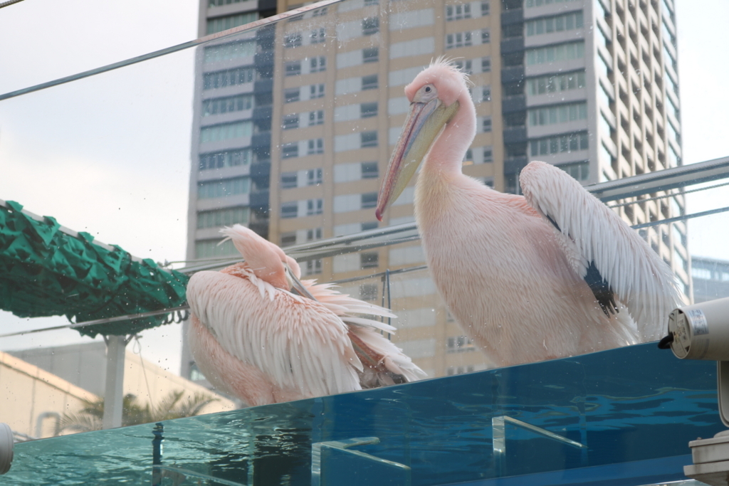 f:id:coden:20180307152250j:plain f:id:coden:20180307152250j:plain