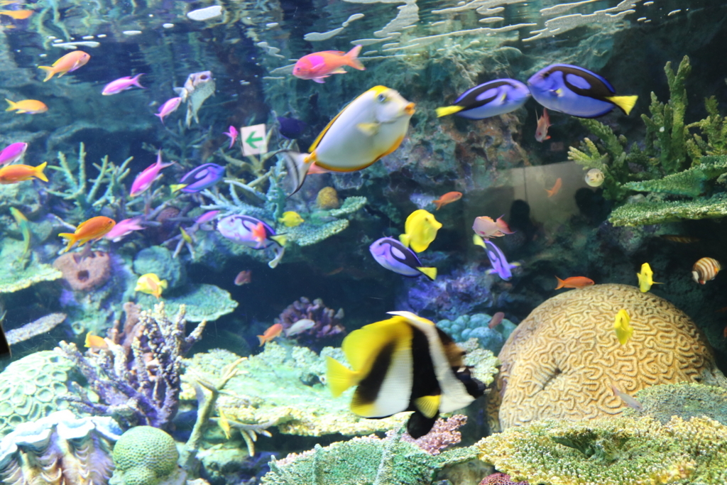 f:id:coden:20180307161102j:plain f:id:coden:20180307161102j:plain