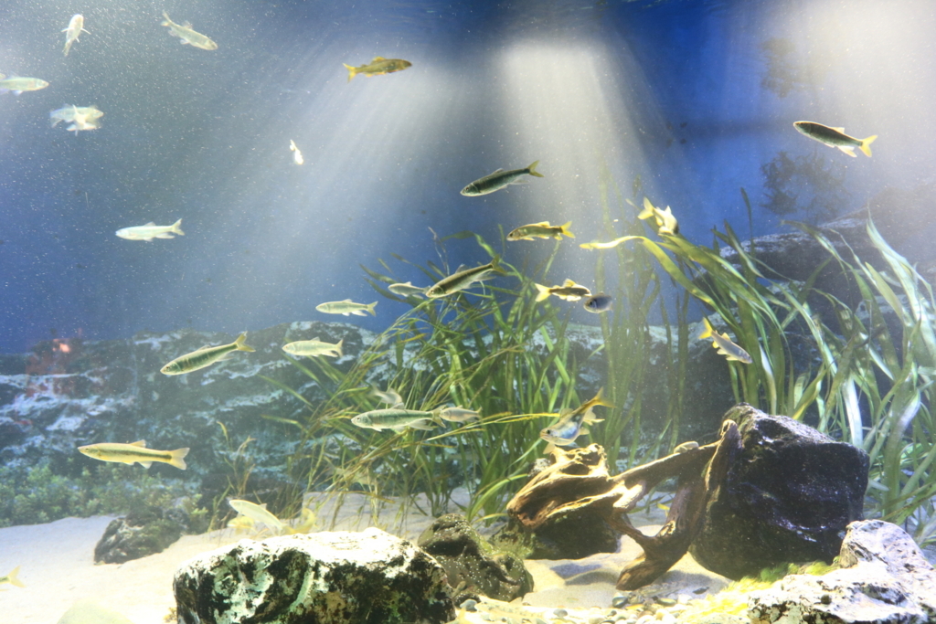 f:id:coden:20180307161640j:plain f:id:coden:20180307161640j:plain