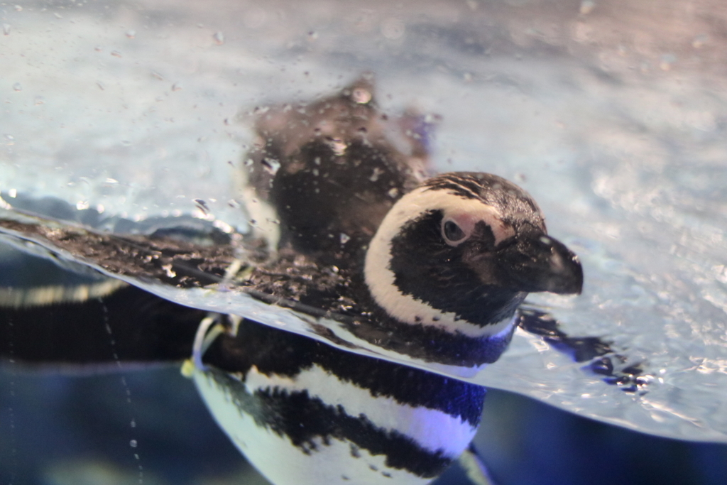 f:id:coden:20180320111535j:plain f:id:coden:20180320111535j:plain