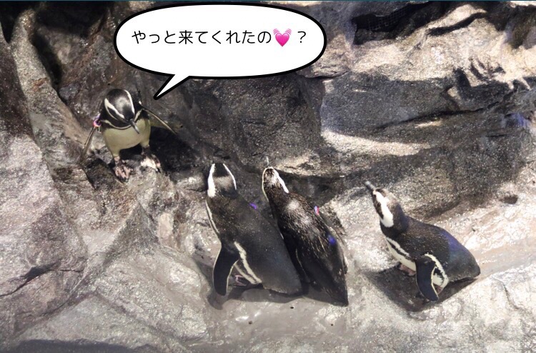 f:id:coden:20180320111620j:plain f:id:coden:20180320111620j:plain