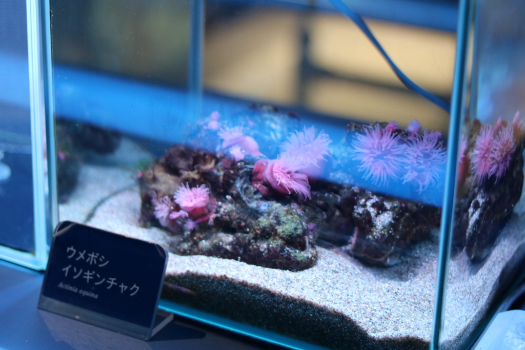 f:id:coden:20180320112252j:plain f:id:coden:20180320112252j:plain