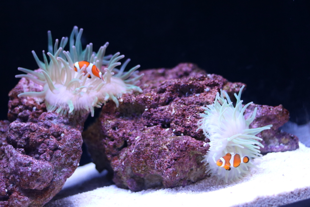 f:id:coden:20180320112405j:plain f:id:coden:20180320112405j:plain