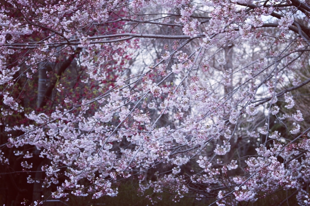 f:id:coden:20180327091123j:plain f:id:coden:20180327091123j:plain