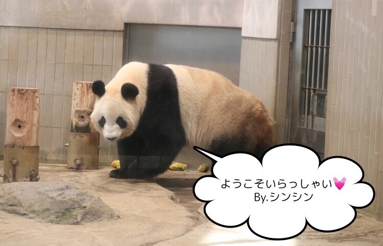 f:id:coden:20180330102132j:plain f:id:coden:20180330102132j:plain