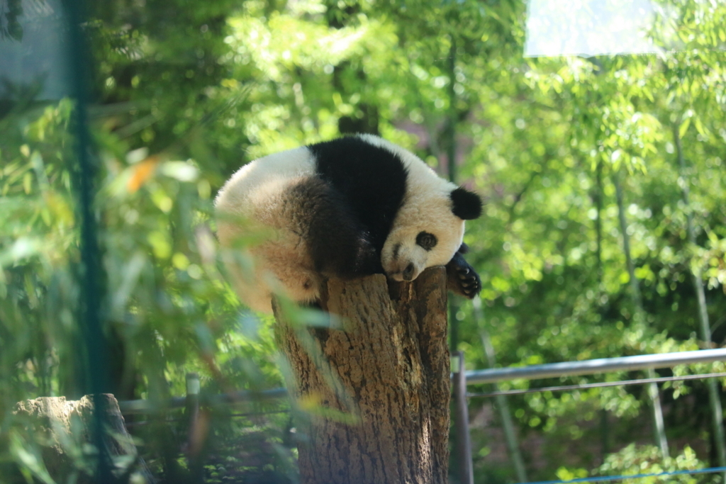 f:id:coden:20180604151718j:plain