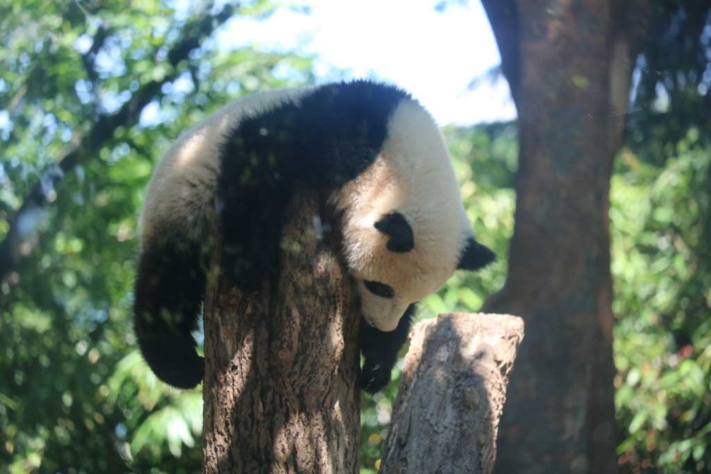 f:id:coden:20180604152538j:plain