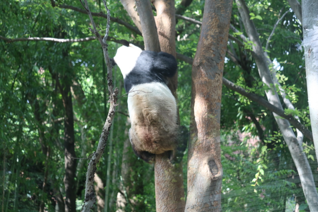 f:id:coden:20180604153755j:plain