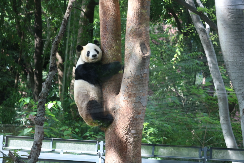 f:id:coden:20180604153818j:plain