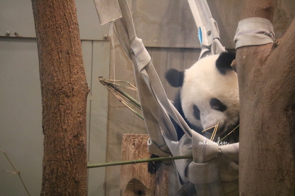 f:id:coden:20180816150641j:plain