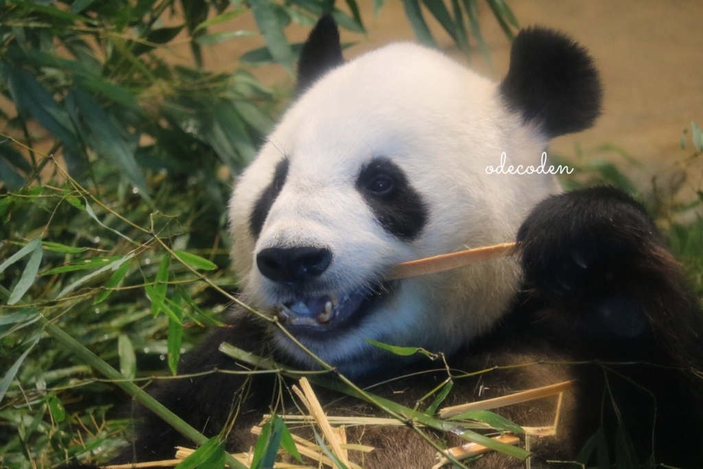 f:id:coden:20180816152609j:plain