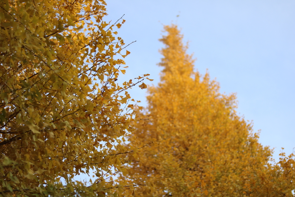 f:id:coden:20181129111612j:plain