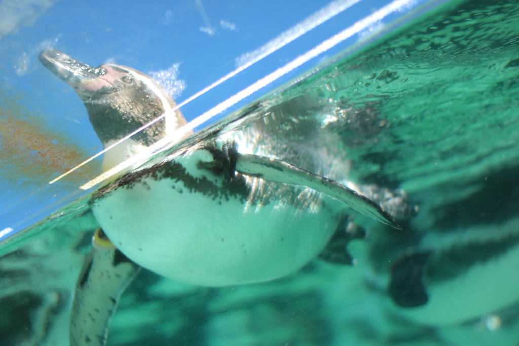 f:id:coden:20181203145329j:plain f:id:coden:20181203145329j:plain