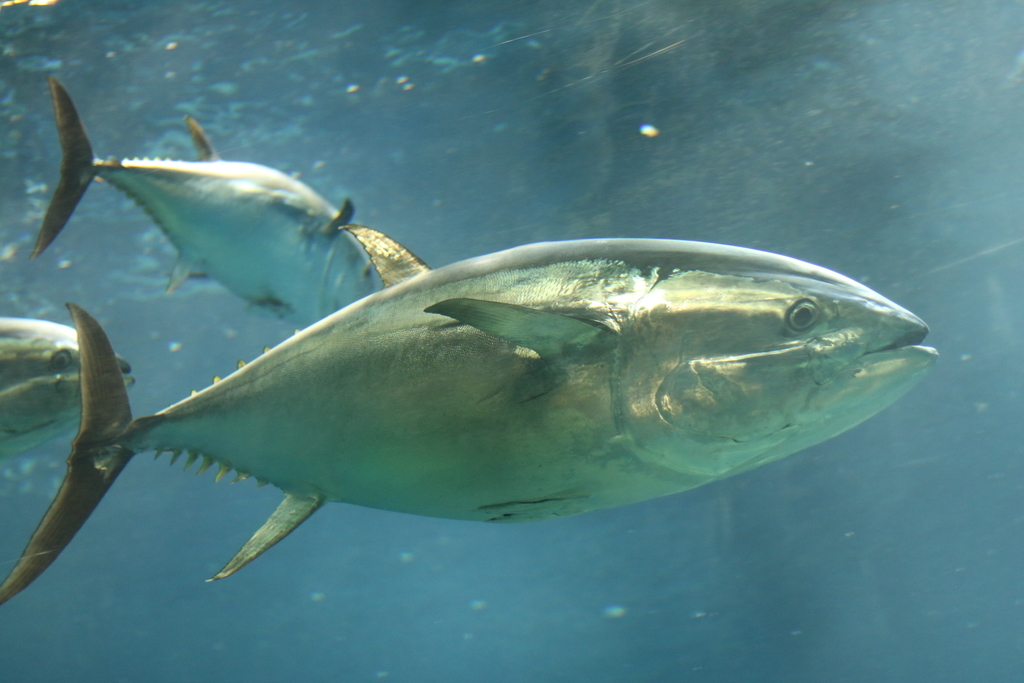 f:id:coden:20181203145944j:plain f:id:coden:20181203145944j:plain