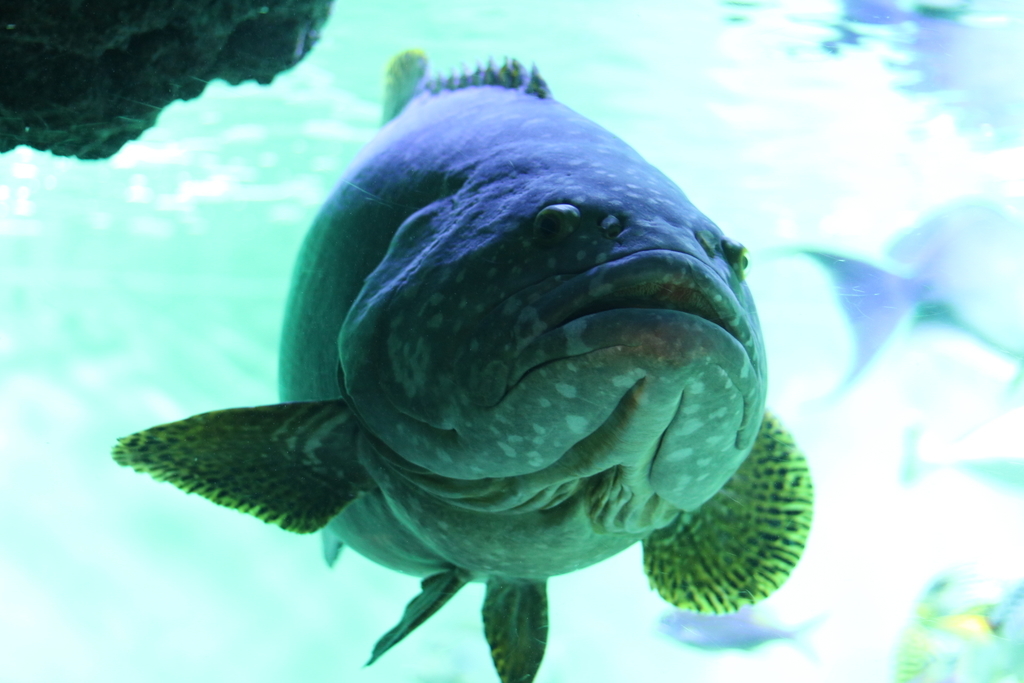 f:id:coden:20181203150327j:plain f:id:coden:20181203150327j:plain