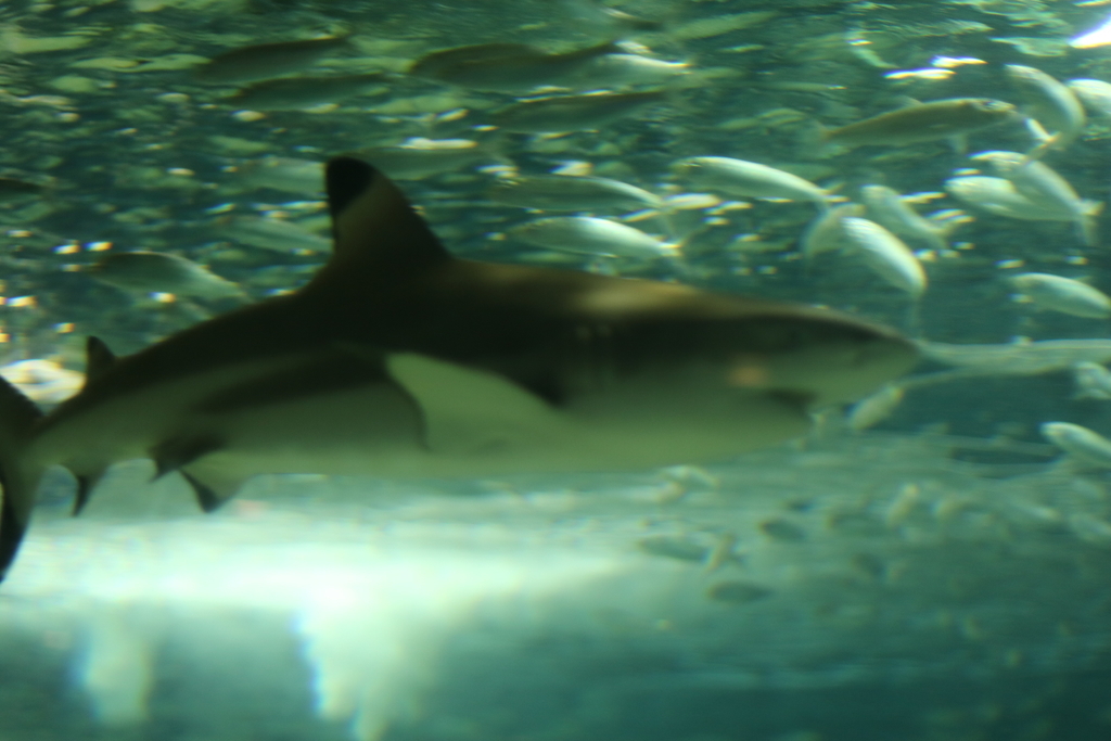 f:id:coden:20181203150345j:plain f:id:coden:20181203150345j:plain