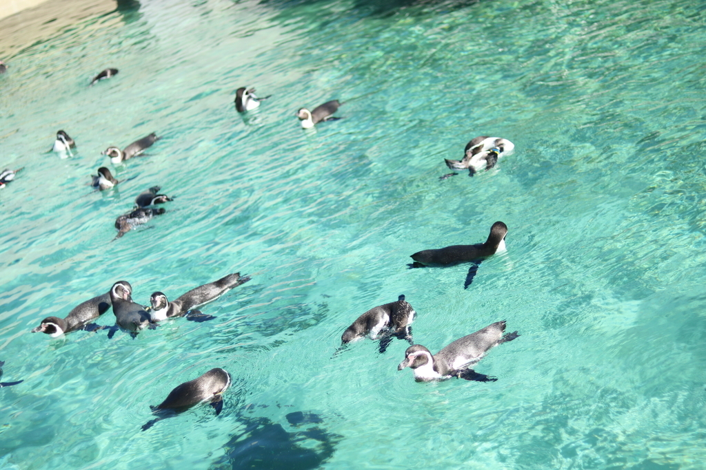 f:id:coden:20181203150734j:plain f:id:coden:20181203150734j:plain