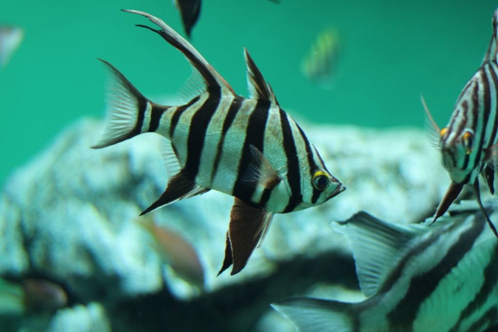 f:id:coden:20181203151101j:plain f:id:coden:20181203151101j:plain