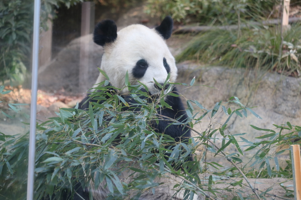 f:id:coden:20190204181114j:plain