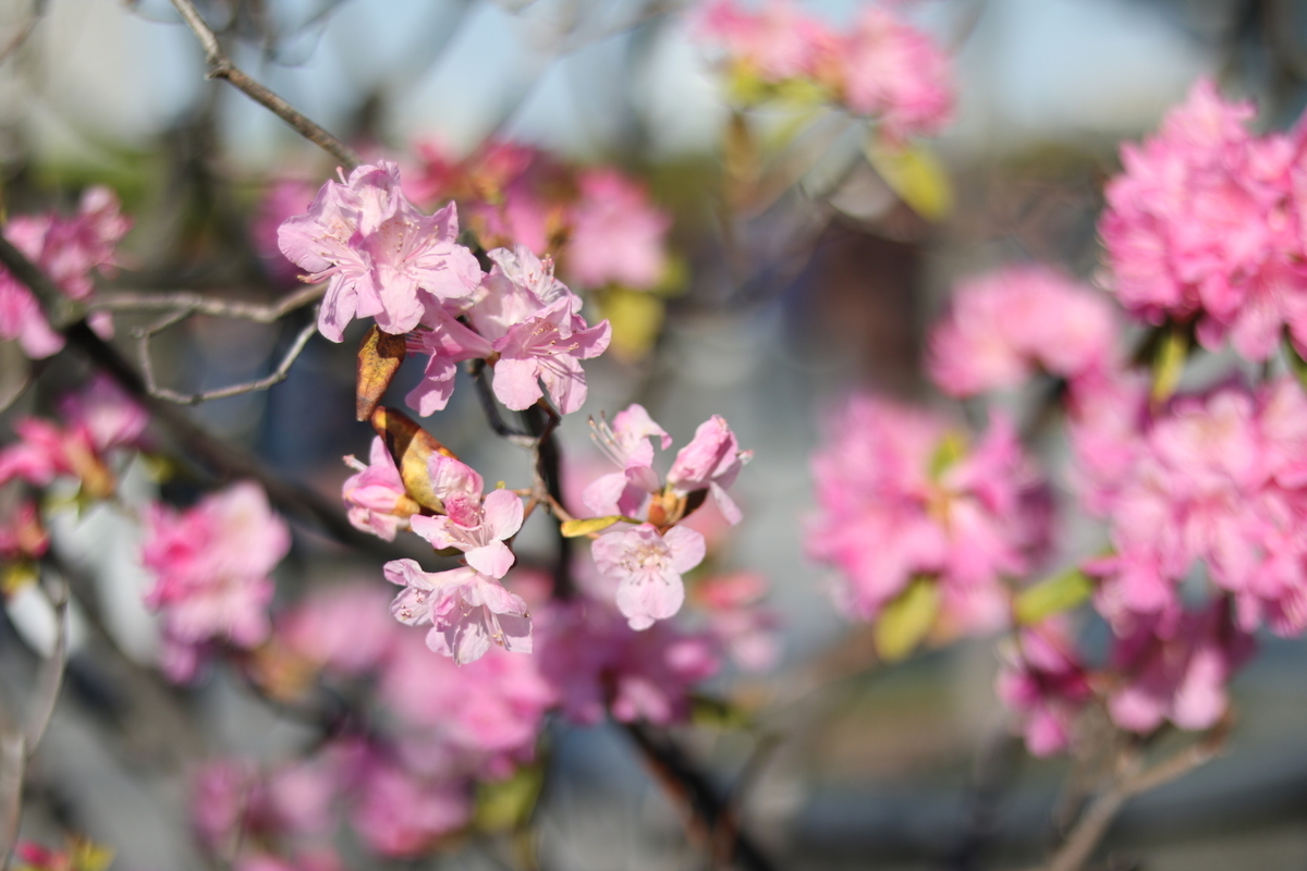 f:id:coden:20190425112958j:plain
