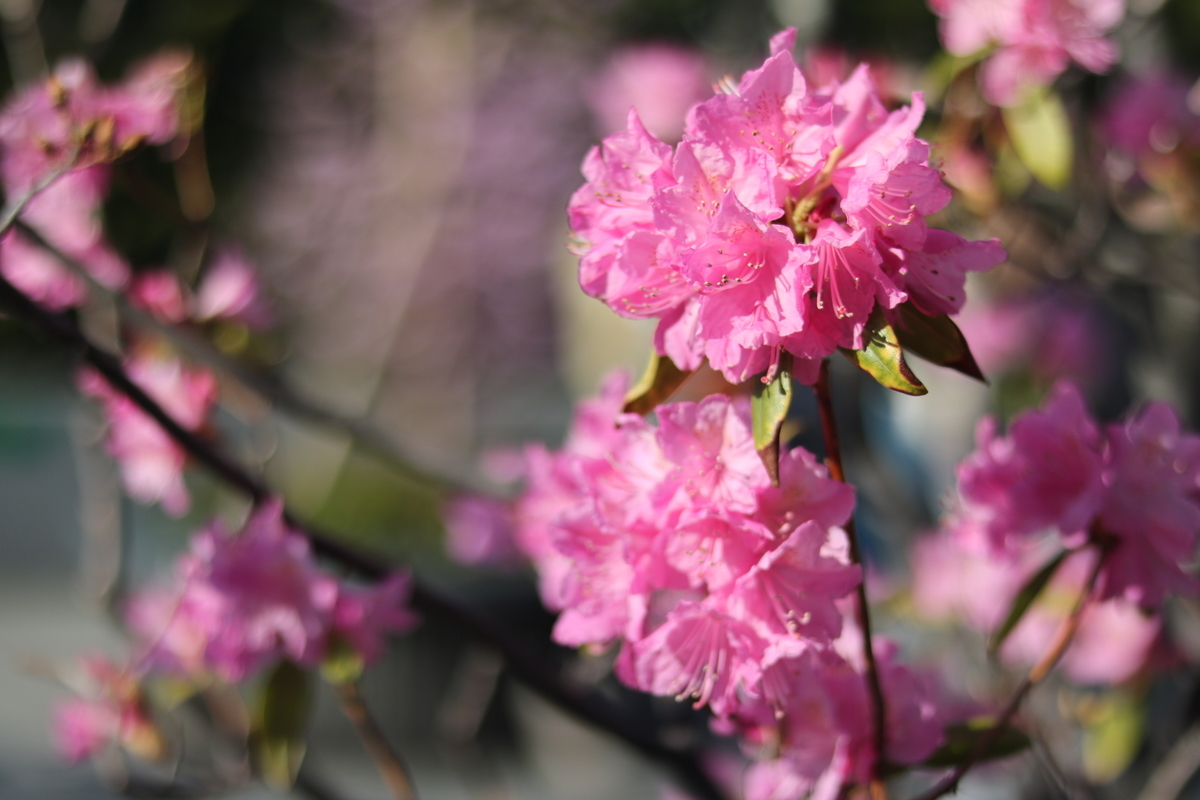 f:id:coden:20190425113046j:plain