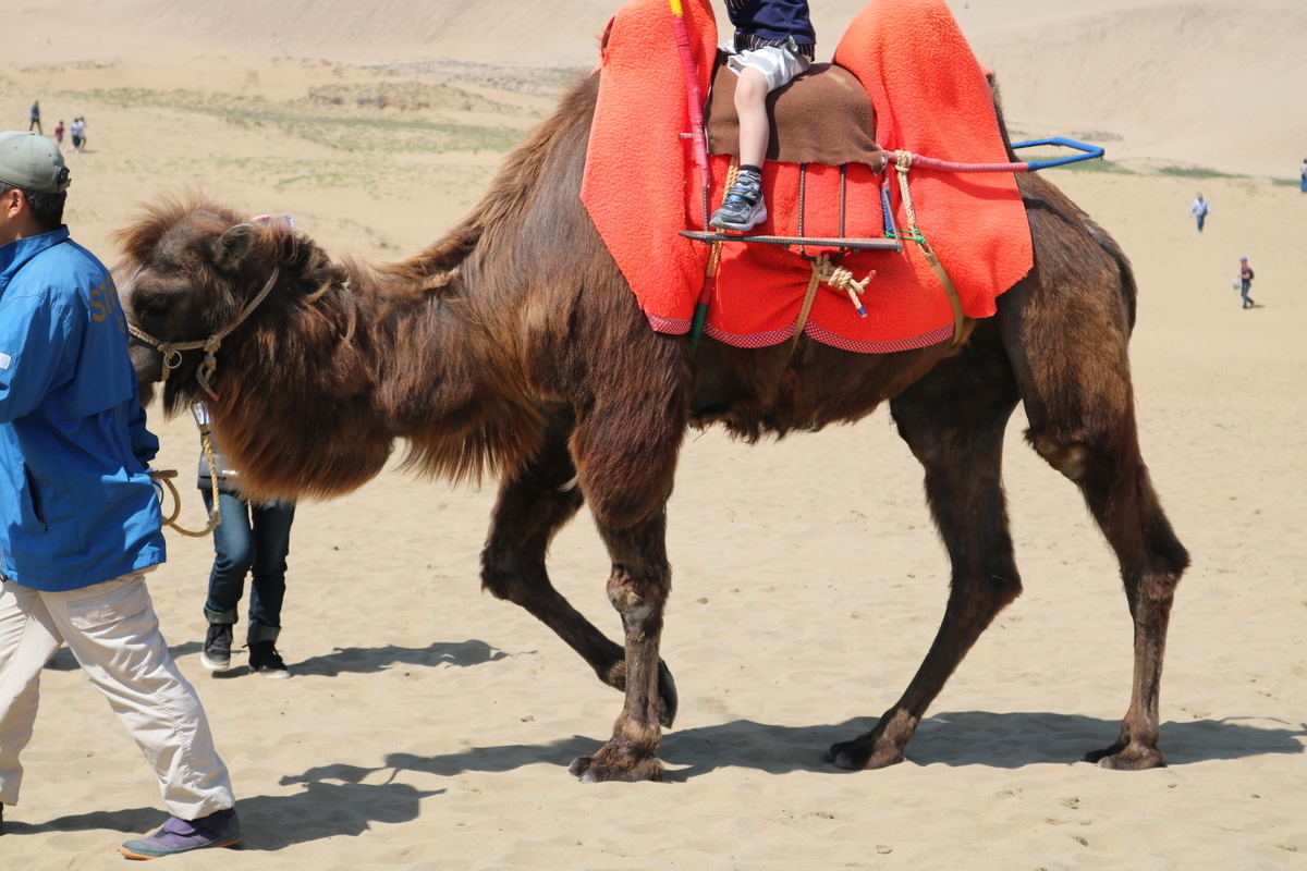 f:id:coden:20190509124248j:plain