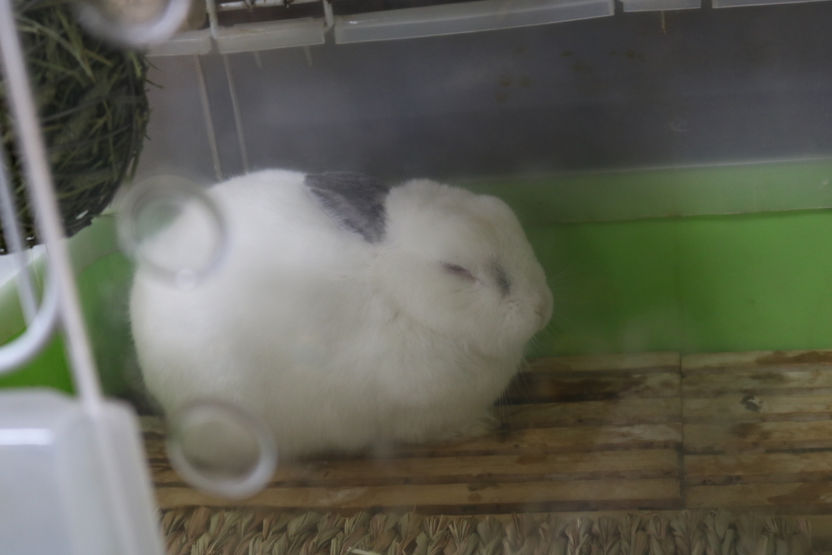 f:id:coden:20190509124621j:plain